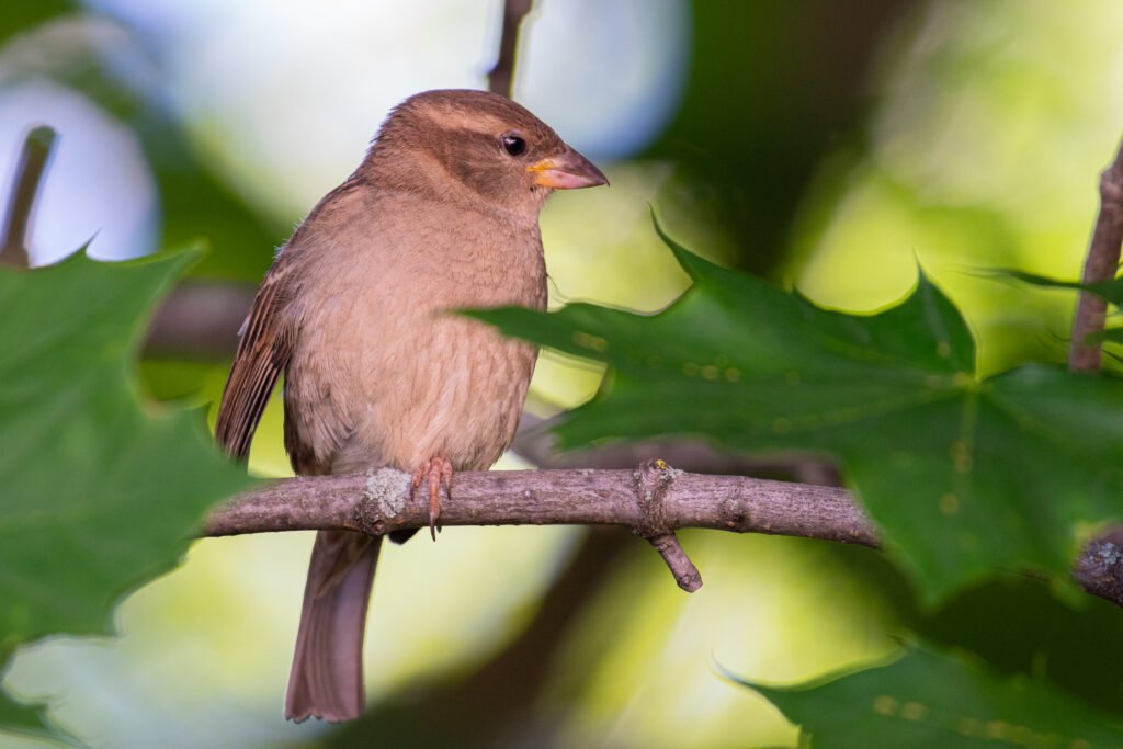 house sparrow (j) house sparrow (j)