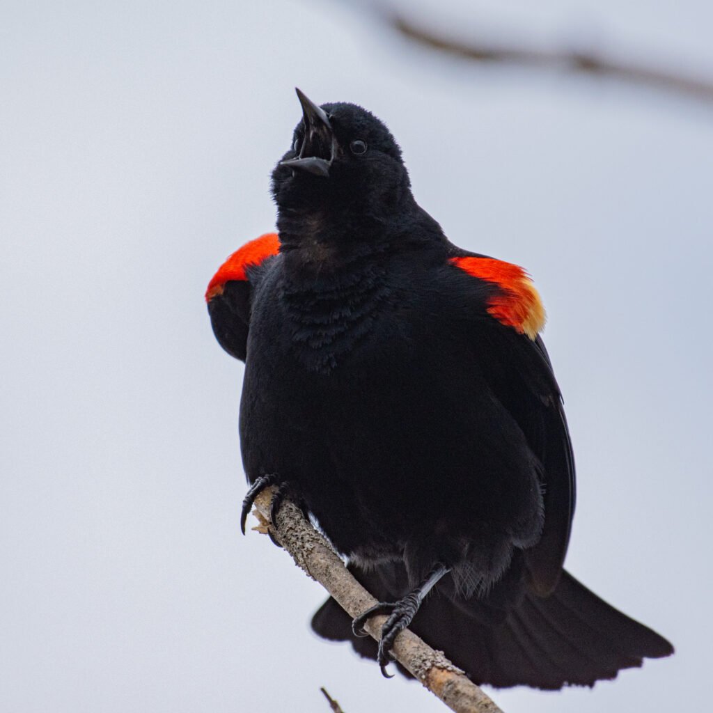 red winged blackbird c red winged blackbird c