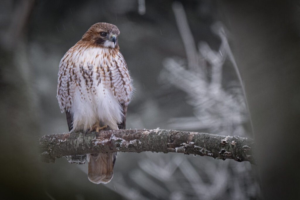 red tailed hawk red tailed hawk