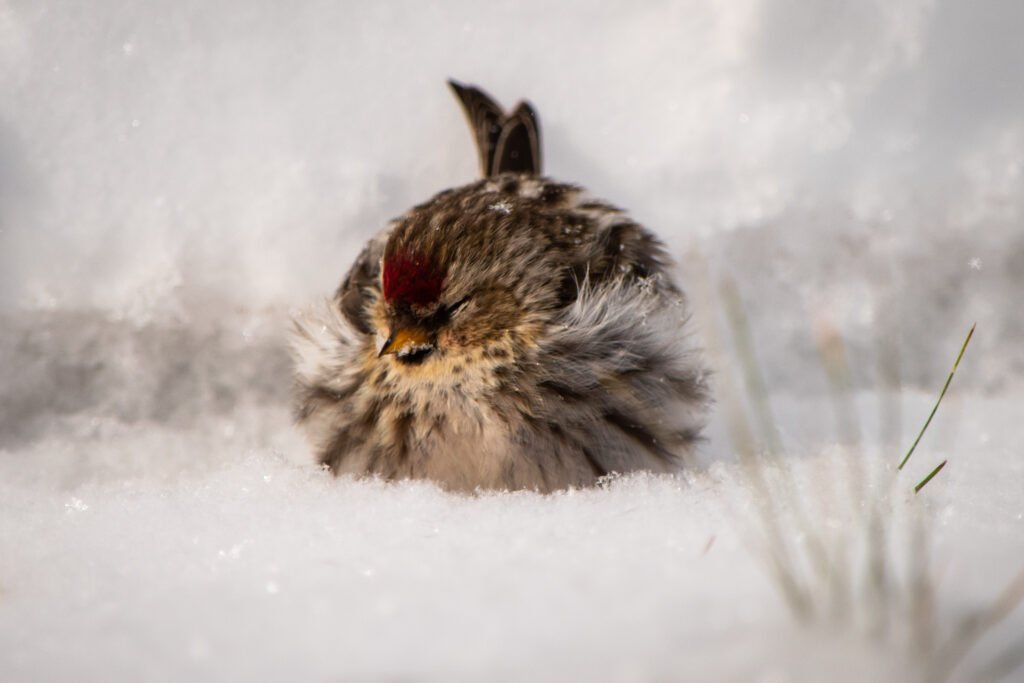redpoll b